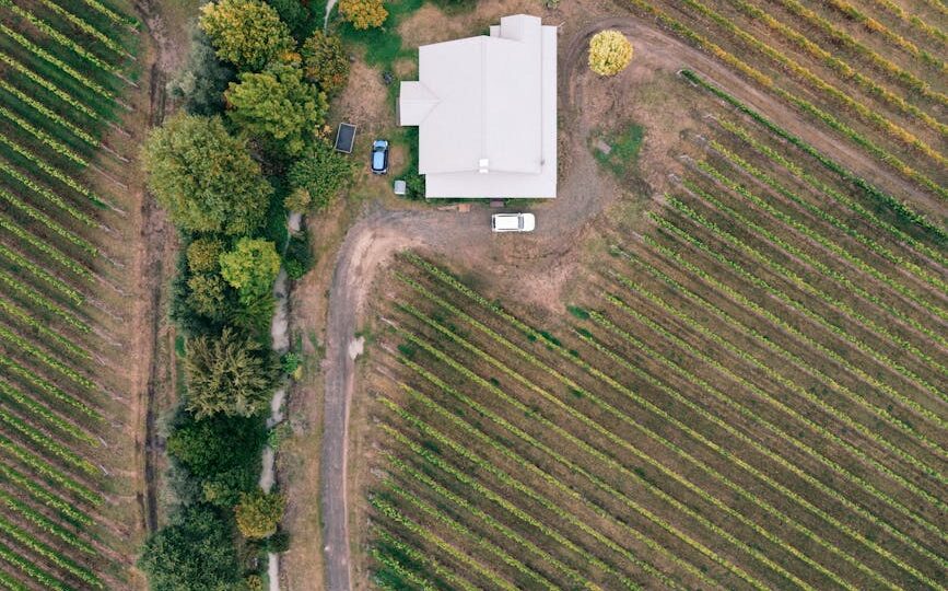 Drone shot of a vineyard with a farmhouse surrounded by autumn colors, showcasing cultivated vines.