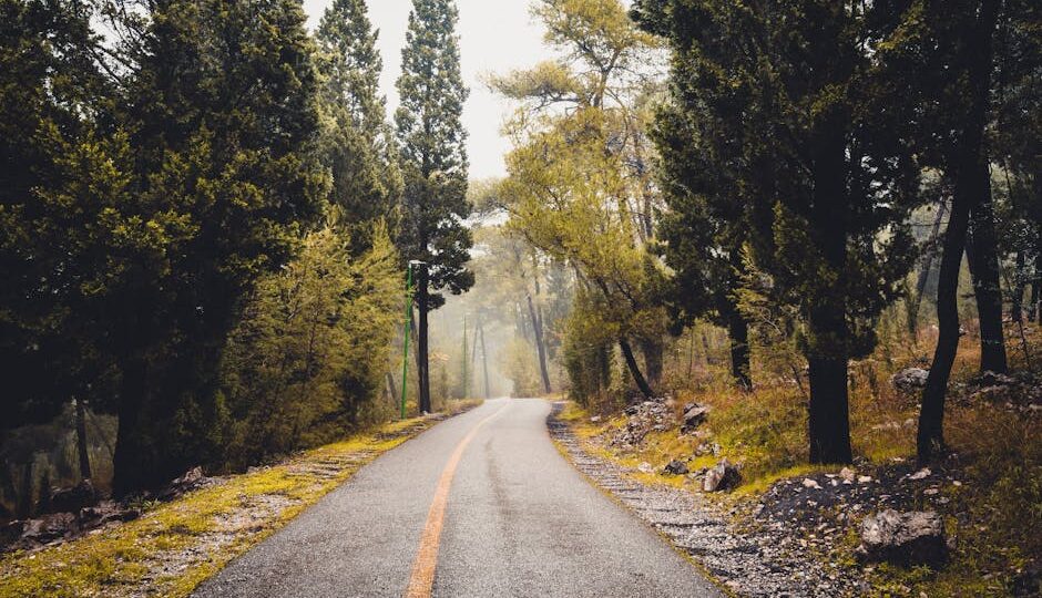 Peaceful empty road surrounded by lush forest in Podgorica, Montenegro on a misty day.